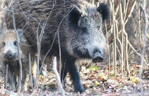 Assosuini chiede interventi in Lombardia per contenere i cinghiali