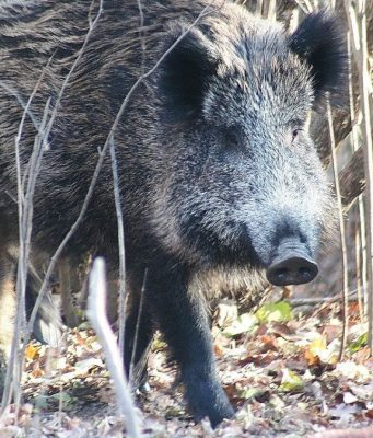 Assosuini chiede interventi in Lombardia per contenere i cinghiali