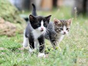 Bocconi tossici nella colonia felina di Lodi, allerta del Comune