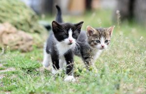 Bocconi tossici nella colonia felina di Lodi, allerta del Comune