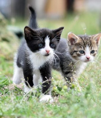 Bocconi tossici nella colonia felina di Lodi, allerta del Comune