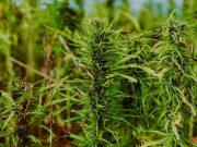 Capannone trasformato in serra di marijuana, due arresti