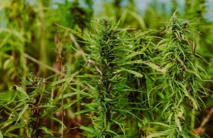 Capannone trasformato in serra di marijuana, due arresti