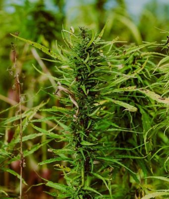 Capannone trasformato in serra di marijuana, due arresti