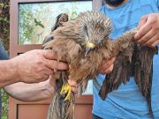 Fauna selvatica in pericolo: salvate civette, ricci e un nibbio bruno