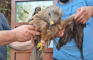 Fauna selvatica in pericolo: salvate civette, ricci e un nibbio bruno
