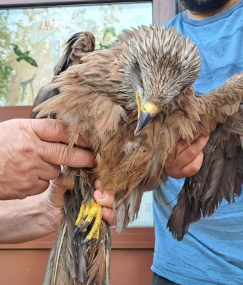 Fauna selvatica in pericolo: salvate civette, ricci e un nibbio bruno