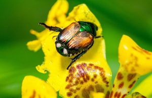 Scarabeo giapponese, allarme in Lombardia: rischi per l’agricoltura