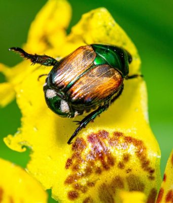Scarabeo giapponese, allarme in Lombardia: rischi per l’agricoltura