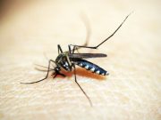 West Nile in Lombardia: due casi, donazioni sotto sorveglianza
