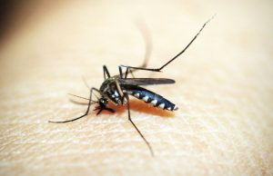 West Nile in Lombardia: due casi, donazioni sotto sorveglianza