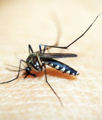 West Nile in Lombardia: due casi, donazioni sotto sorveglianza