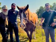 Cavalla vaga tra le vie di Lodi: salvata dalla Polizia