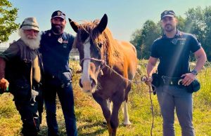 Cavalla vaga tra le vie di Lodi: salvata dalla Polizia