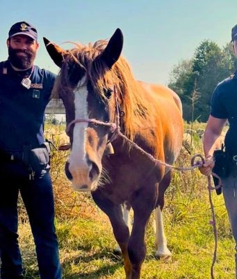 Cavalla vaga tra le vie di Lodi: salvata dalla Polizia