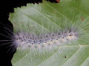 Hyphantria cunea, Groppali: “Fenomeno sgradevole ma temporaneo”