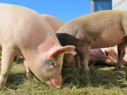 Peste suina africana, si allentano le restrizioni: 36 comuni lodigiani in zona I