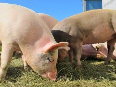 Peste suina africana, si allentano le restrizioni: 36 comuni lodigiani in zona I