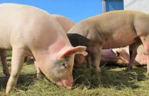 Peste suina africana, si allentano le restrizioni: 36 comuni lodigiani in zona I