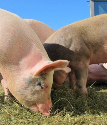 Peste suina africana, si allentano le restrizioni: 36 comuni lodigiani in zona I