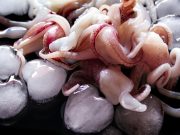 Pesce scaduto pronto alla vendita: maxi sequestro nel Lodigiano