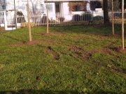 Nuove piantumazioni a Lodi: 103 alberi in arrivo