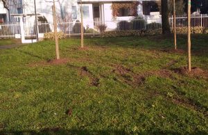 Nuove piantumazioni a Lodi: 103 alberi in arrivo