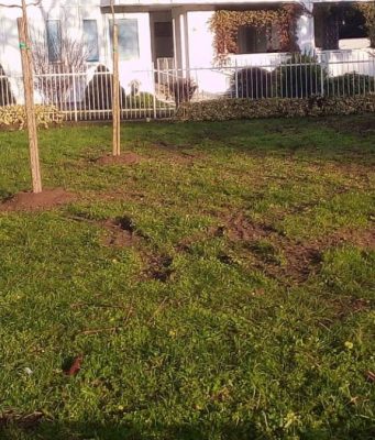 Nuove piantumazioni a Lodi: 103 alberi in arrivo