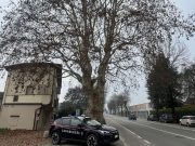 Platano di viale Milano danneggiato: multa da 10mila euro a un’impresa
