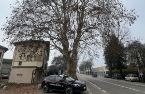 Platano di viale Milano danneggiato: multa da 10mila euro a un’impresa