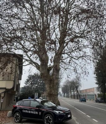 Platano di viale Milano danneggiato: multa da 10mila euro a un’impresa