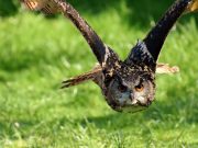 Fauna selvatica in difficoltà: “Serve un CRAS nel Lodigiano”