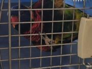 Lorichetto arcobaleno recuperato a Lodi: riconsegnato al proprietario