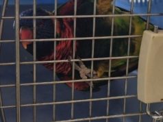 Lorichetto arcobaleno recuperato a Lodi: riconsegnato al proprietario