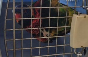 Lorichetto arcobaleno recuperato a Lodi: riconsegnato al proprietario