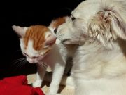 Regione Lombardia, 100mila euro ai rifugi per animali del Lodigiano