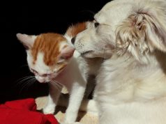 Regione Lombardia, 100mila euro ai rifugi per animali del Lodigiano