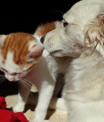Lodi, dalla Regione Lombardia 100mila euro ai rifugi per animali