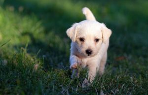 Polizia di Stato, spot contro l’abbandono degli animali – VIDEO