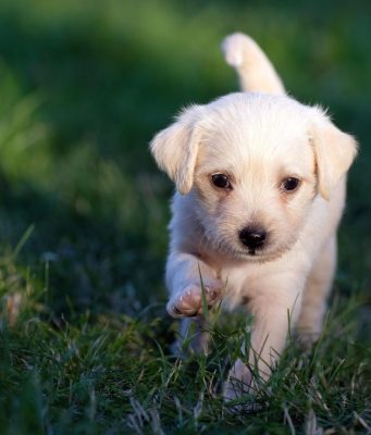 Polizia di Stato, spot contro l’abbandono degli animali – VIDEO